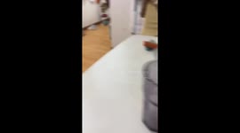 Person scratches dog’s neck as it taps floor in Hebei, China