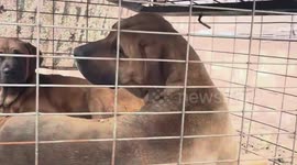 Dogs rescued from Korean meat factory given new life in the United States