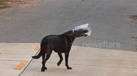 Stray dog with head stuck in plastic container rescued