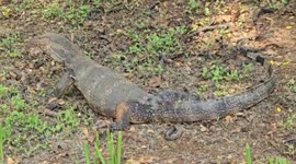Injured monitor lizard rescued after stray dogs attack