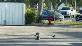 Nature is brutal! Incredible video of blackbird destroying a smaller bird, while other members of that bird flock try to fight off blackbird