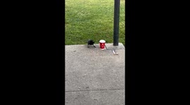 Bird steals cigars and sips coffee mid-workout, declares park its turf