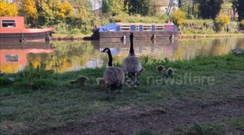 Springtime Stroll: Baby Geese Enjoy the Sunshine – 1st May 2025