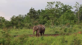 Reckless tourist approaches wild elephant with guitar on his back