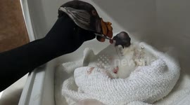 Zookeepers use vulture puppet to avoid 'human imprint' while raising chick