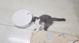 Cat in bliss as robot vacuum massages its head