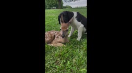Pup and Fawn Become Friends