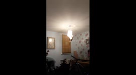 Cat Swinging From a Light