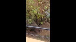 Grumpy elephant pushes another elephant while walking in a bad mood