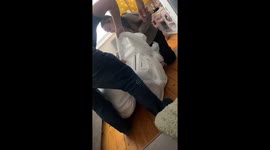 Family frantically tries to rescue sausage dog after it gets stuck in duvet covers