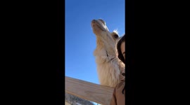 Camel Bites Woman's Head