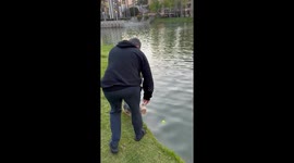 Yorkie Goes for Unexpected Swim