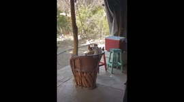 Goat Relaxes On Patio Chair