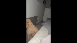 Dog Gives Owner The Cold Shoulder