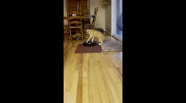 Cat Takes A Ride On A Robot Vacuum