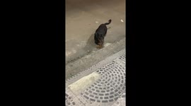 Friendly Dog Is A Dachshund and Rottweiler Mix