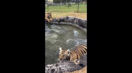Life Is Cool by the Pool