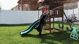 Dog and Kids Enjoy Backyard on Hot Day