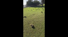 Are These Squirrels Yours