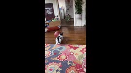 Bunny Loves Playing Basketball