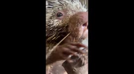 Miles the Porcupine Delivers Leafy ASMR at Santa Barbara Zoo