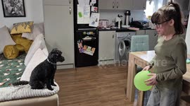 Toy poodle dog has fun playing volleyball using a balloon with its owner.