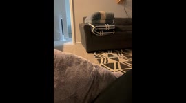 Surprise Smiley Toy from Nina the Dog