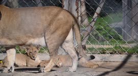 Newborn Barbary Lion Cubs At Safari Park In Czech Republic