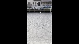 Hissy the Swan Swims Over to His Friend