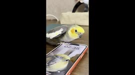 Cockatiel Taps Beak On Phone Screen