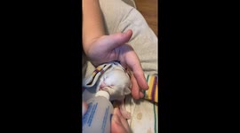 Bottle Feeding Ragdoll Kittens