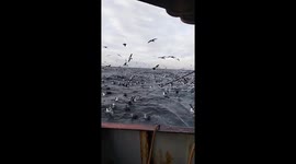 Albatrosses gather on the high seas in Chubut, Argentina