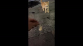 Cat growls after getting shrimp in Guangdong