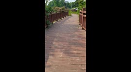 Dog hops with front legs, walks normally with hind legs in Shandong, China