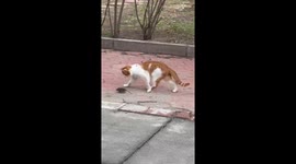 Cat retreats from mouse in Heilongjiang, China