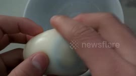 Three yolks in a boiled egg