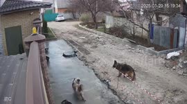Dogs leave prints on fresh concrete in Kharkiv