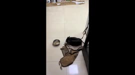 Dog sits in anger after losing fight in Shandong