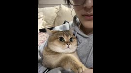 Cat bites another in Hubei