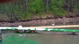 Boatman rescues drowning cub clinging to log