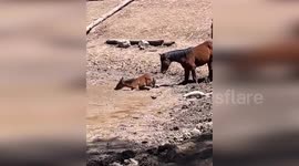 Thirsty mother and foal rescued from mud pit in Arizona