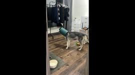 Hapless husky puppy gets waste paper bin stuck on head