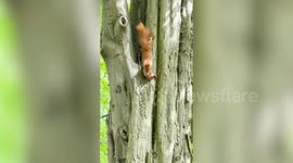 Mother squirrel relocates her baby by gently holding it in her mouth