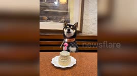 Pup sings along to 'happy birthday' on his special day