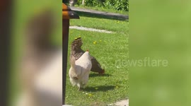 Rare moment chicken caught on camera laying egg while strolling through garden