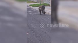 Moment wild baboons storm through residential neighbourhood in Cape Town