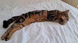 On a warm Friday, our Bengal mix cat enjoys the ultimate nap on his owner's bed. Watch as he stretches, rolls over, and basks in total relaxation - pure bliss in feline form