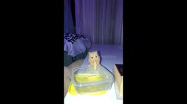 Woman captures 2 y/o hamster enjoying a quiet late-night pasta feast