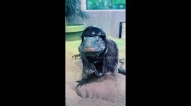 Iguana prepares for Halloween with a bunch of adorable costumes to wear