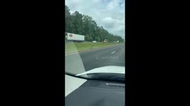 Kangaroo on the loose causes highway chaos in Alabama